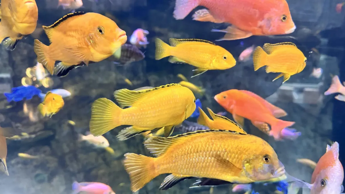 Bright yellow and orange tropical fish swimming together